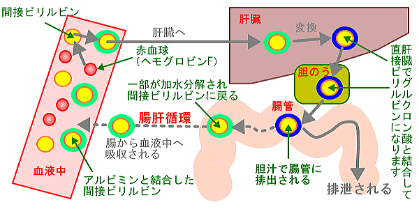 インターネットホスピタル 新生児黄疸