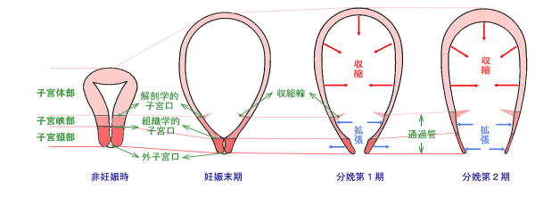 は 子宮 に 柔らかく 口 する 子宮口を柔らかくする方法。。40w3d初産婦です。